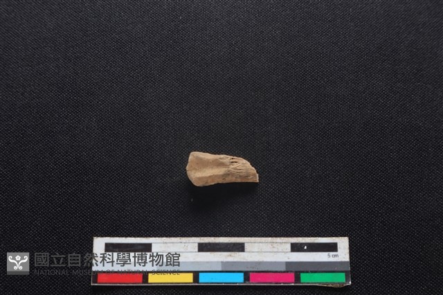 山羌骨藏品圖，第1張