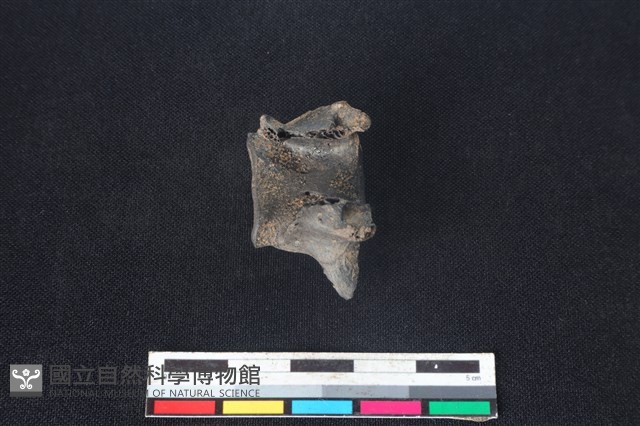 獐骨藏品圖，第1張