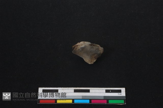 鹿科骨藏品圖，第1張