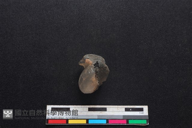 山羌骨藏品圖，第1張