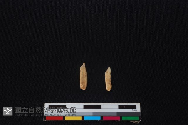 獐骨藏品圖，第1張