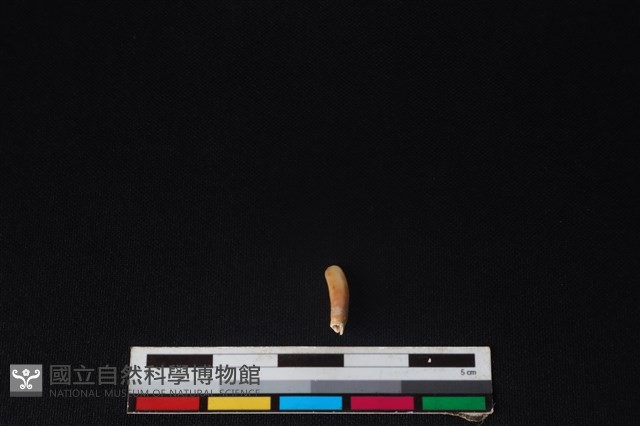 梅花鹿骨藏品圖，第1張