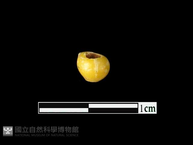 玻璃珠藏品圖，第1張