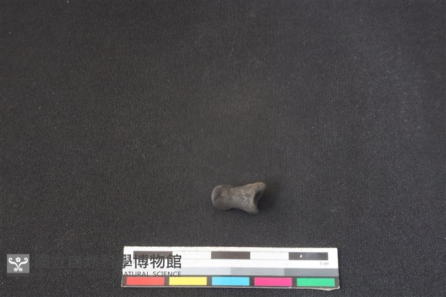 鹿科骨藏品圖，第1張