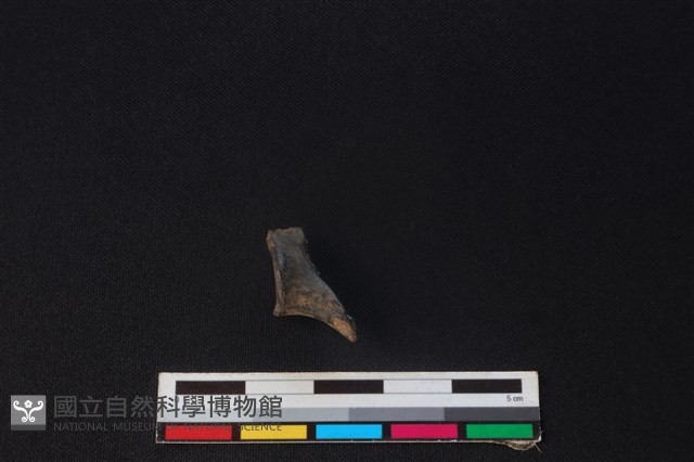 山羌骨藏品圖，第1張