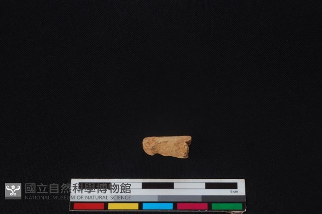 鹿科骨藏品圖，第1張