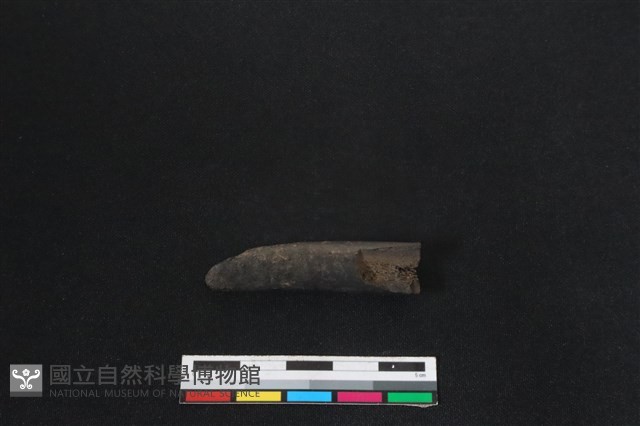 梅花鹿骨藏品圖，第1張