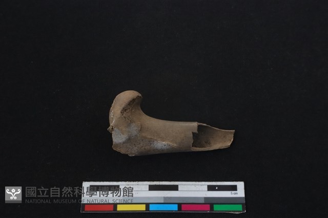 山羌骨藏品圖，第1張