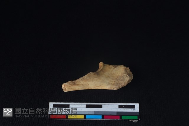 獐骨藏品圖，第1張