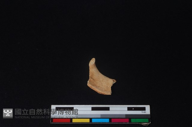 獐骨藏品圖，第1張