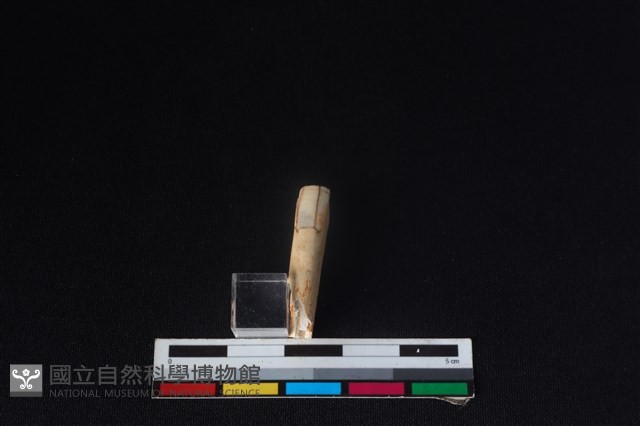 豬骨藏品圖，第1張