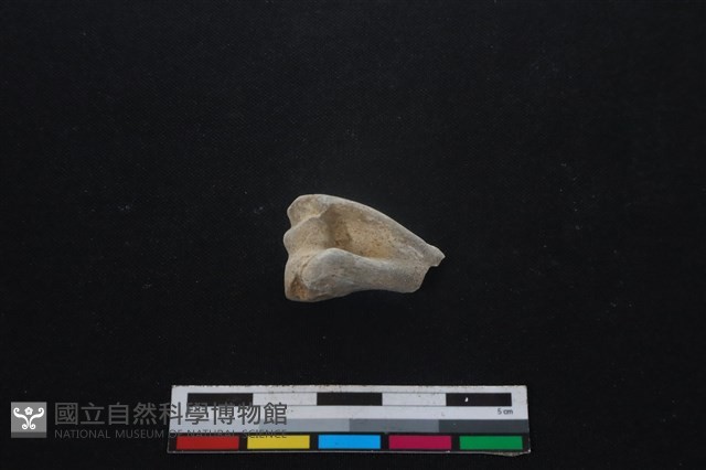 山羌骨藏品圖，第1張