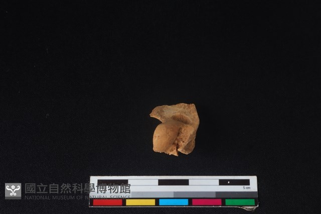 山羌骨藏品圖，第1張