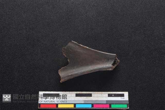 山羌骨藏品圖，第1張