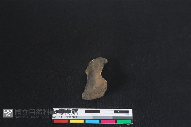 梅花鹿骨藏品圖，第1張