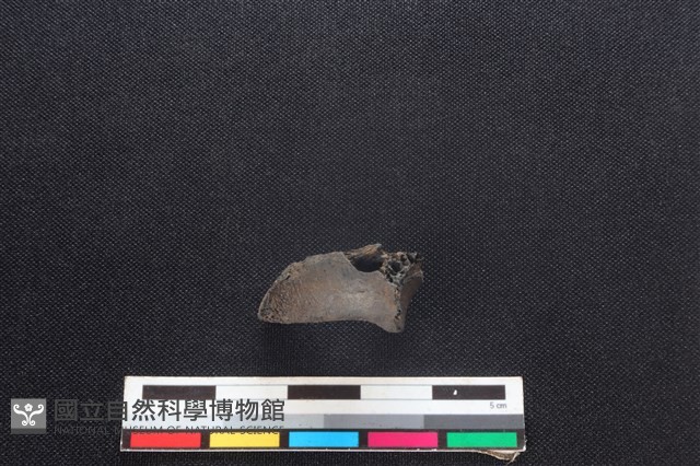 獐骨藏品圖，第1張
