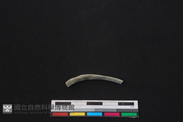食肉目骨藏品圖，第1張