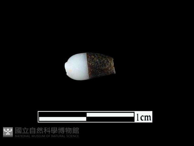 玻璃珠藏品圖，第1張