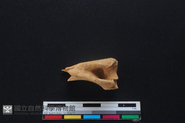 山羌骨藏品圖，第1張