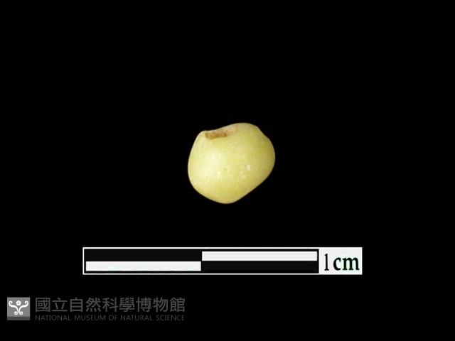 玻璃珠藏品圖，第1張