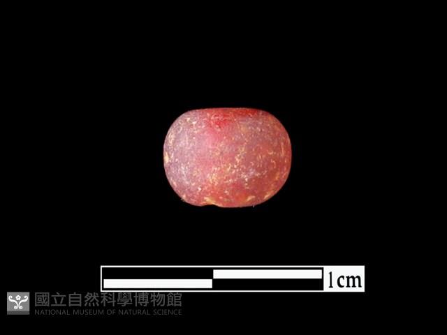 玻璃珠藏品圖，第1張