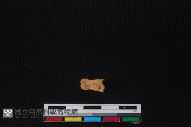 鹿科骨藏品圖，第1張