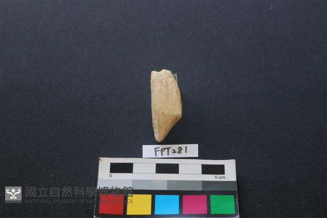 食肉類藏品圖，第1張