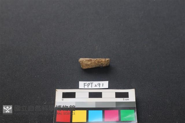 鹿骨藏品圖，第1張