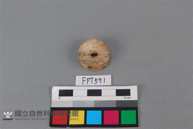 鯊魚骨藏品圖，第1張