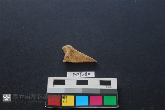 鹿骨藏品圖，第1張