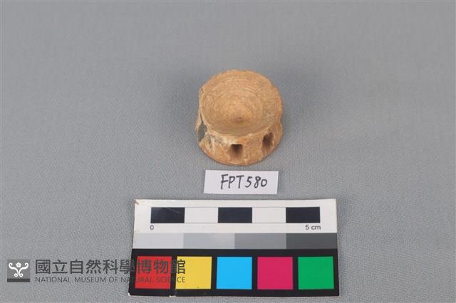 鯊魚骨藏品圖，第1張
