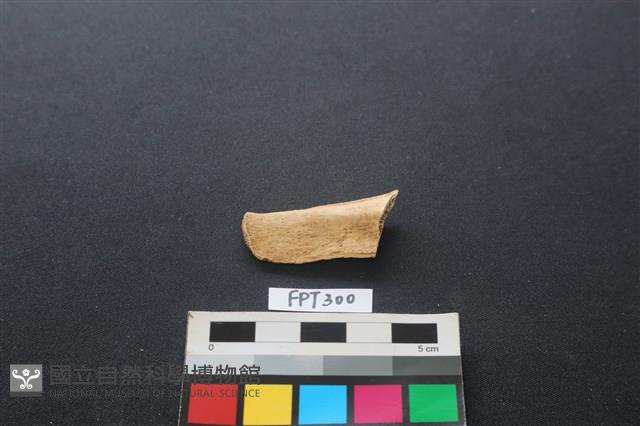 偶蹄類動物骨藏品圖，第1張