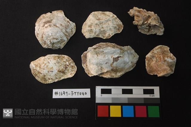 貝殼藏品圖，第1張