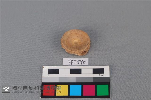 鯊魚骨藏品圖，第1張