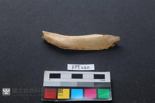 偶蹄類動物骨藏品圖，第1張