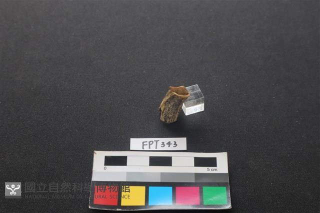 鹿骨藏品圖，第1張