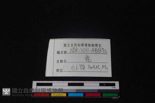 梅花鹿骨藏品圖，第4張