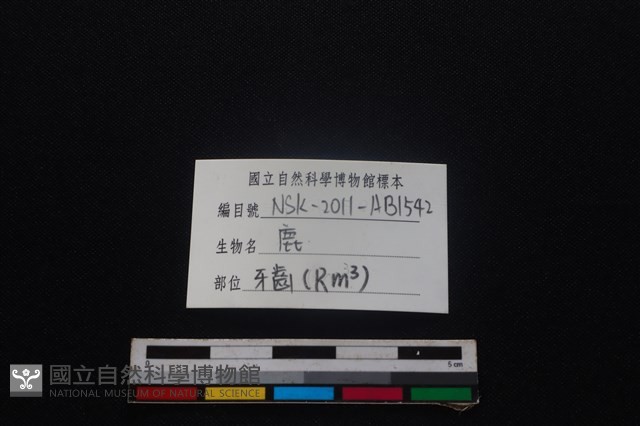 梅花鹿骨藏品圖，第5張
