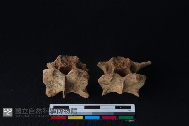狗骨藏品圖，第5張