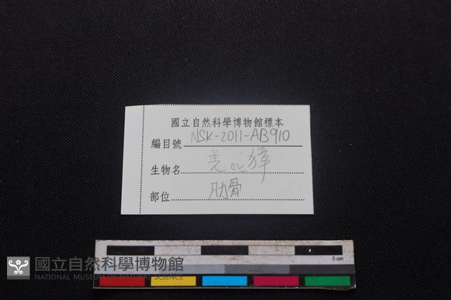 鹿科骨藏品圖，第4張
