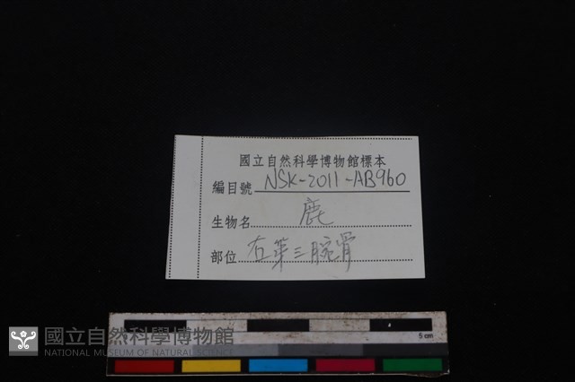 梅花鹿骨藏品圖，第5張