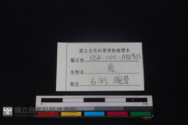 梅花鹿骨藏品圖，第5張