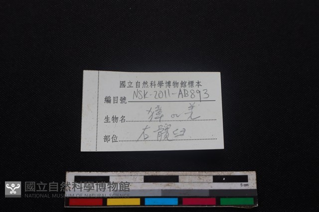 鹿科骨藏品圖，第5張