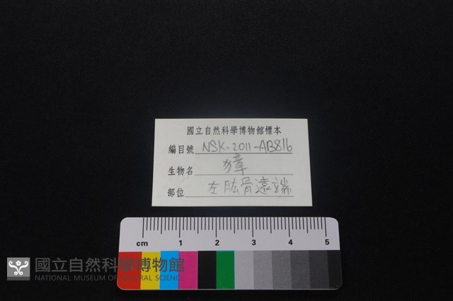 獐骨藏品圖，第5張