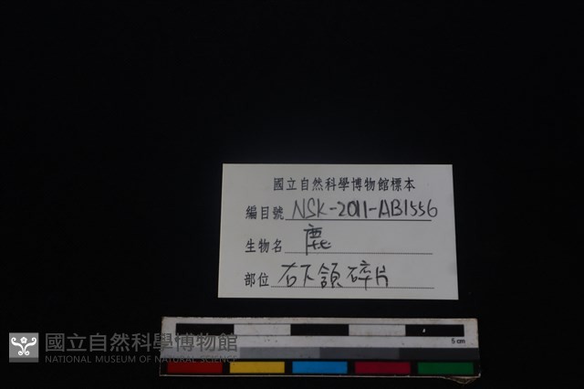 梅花鹿骨藏品圖，第4張