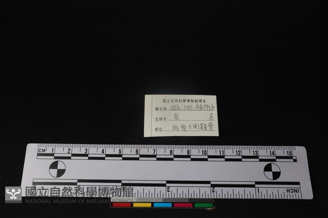 梅花鹿骨藏品圖，第5張