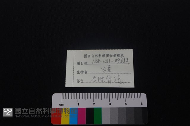獐骨藏品圖，第5張