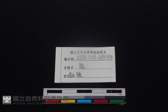 梅花鹿骨藏品圖，第5張