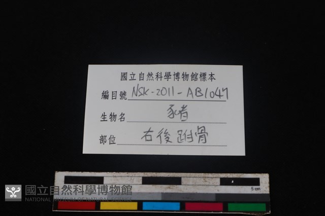 豬骨藏品圖，第5張