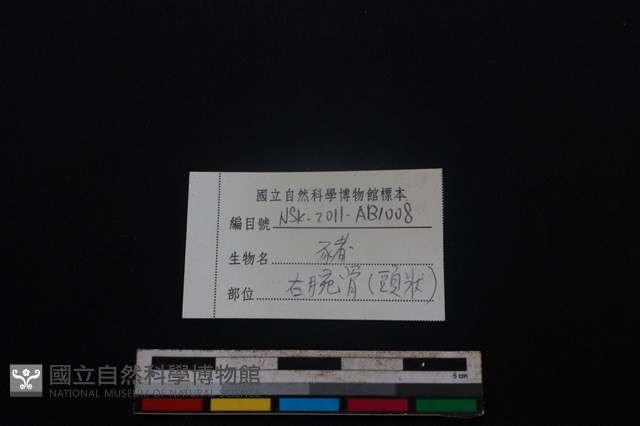 豬骨藏品圖，第5張